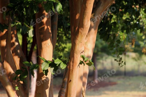 Preview: Late Afternoon Sun On Crepe Myrtle - Photograph Of The Trunk Area Of A Crepe Myrtle Tree With A