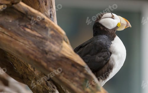 Preview: Puffin