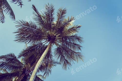 Preview: Low angle beautiful coconut palm tree with blue sky background