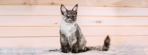Preview: Funny Curious Black Silver Tabby Maine Coon Cat Sitting At Home Sofa. Coon Cat, Maine Cat, Maine