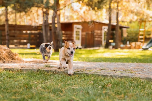 Preview: Australian cattle dog puppy outdoor. Blue and red heeler dog breed. Puppies on the backyard. Dog lit