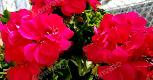 Preview: SPRING! Rich red Geranium flowers in bloom!