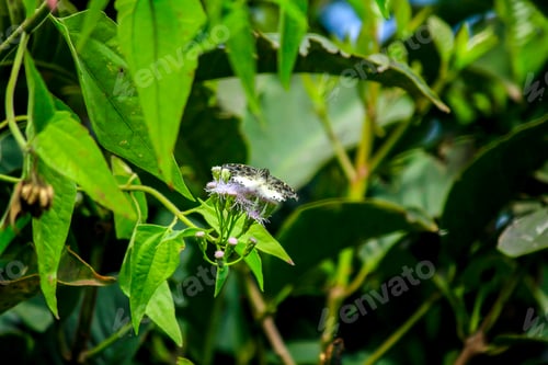 Preview: White butterfly on leaf