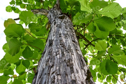 Preview: Low angle view of leaves on the tree