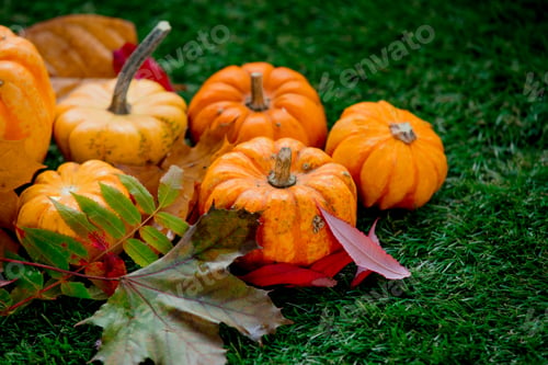 Preview: Group of pumpkins with leaves on green lawn