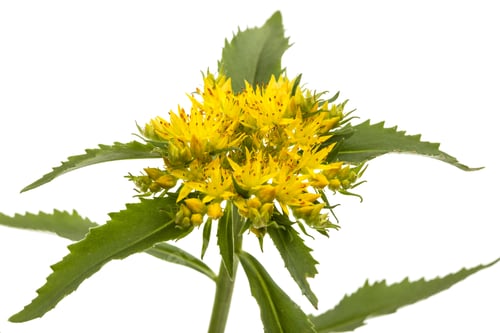 Preview: Flower of rhodiola rosea, isolated on white background