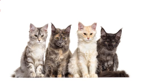 Preview: Group of maine Coon cats sitting in a raw, cut out