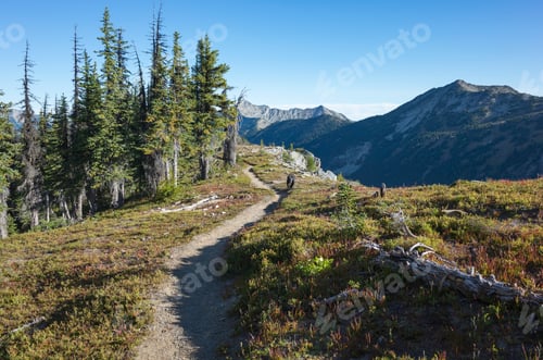 Preview: A black bear on a remote section of the Pacific Crest Trail