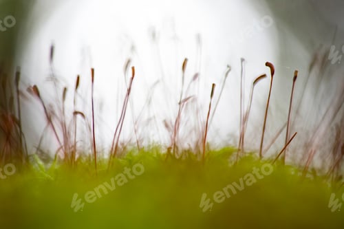 Preview: Moss In Close-up Shot