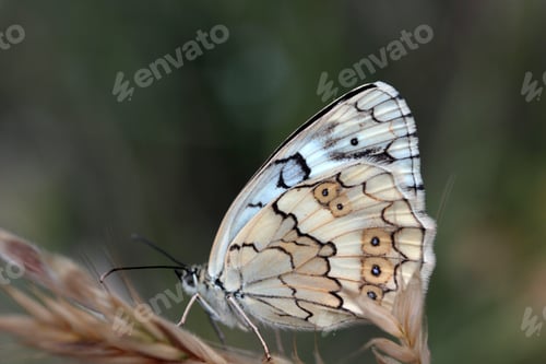 Preview: Butterfly Marbled White, Melanargia galathea