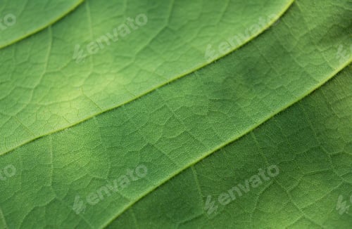 Preview: Close-up of a green leaf with a detailed structure of veins. Ecology concept.