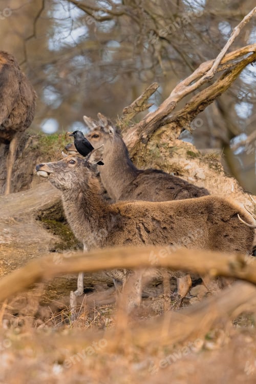 Preview: Black raven standing on a deer face in the forest