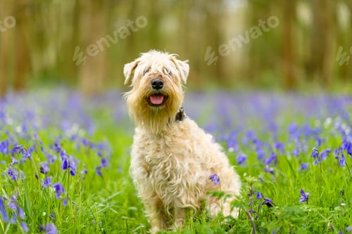 Preview: Soft-coated Wheaten Terrier sitting in grassy ground and looking at camera