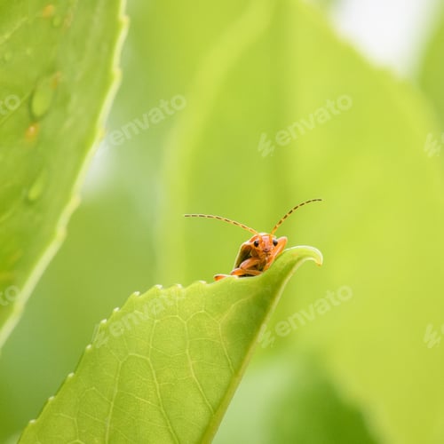 Preview: a bug’s life