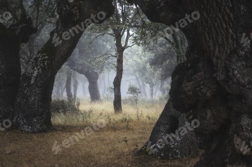 Preview: Mysterious woods with aged trees