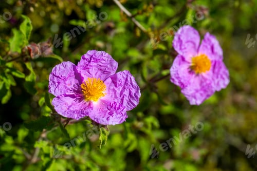 Preview: Laden; It is a plant species Cistus genus of the Cistaceae family.