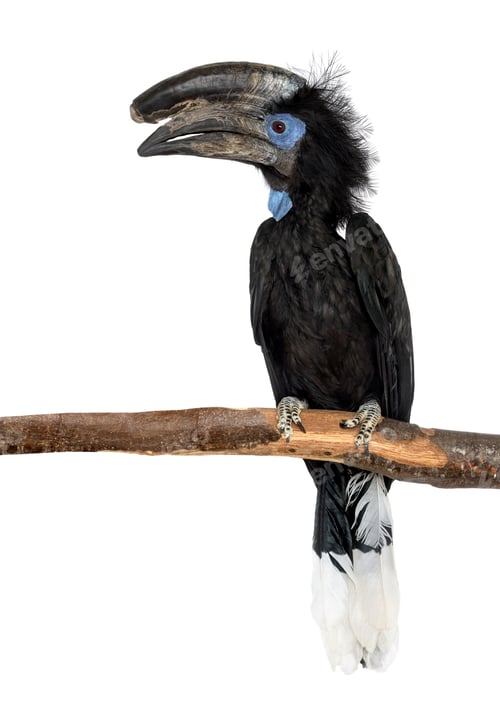 Preview: Black Casqued Hornbill isolated on white