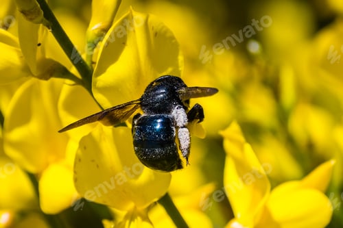 Preview: Large bee pollinating Spanish broom flowers