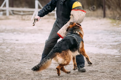 Preview: German Shepherd Dog training. Biting dog