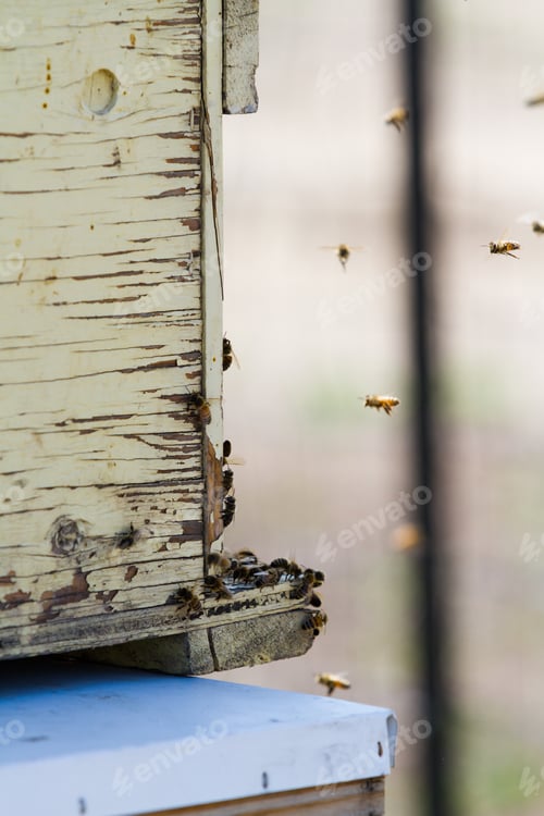 Preview: Beekeeping