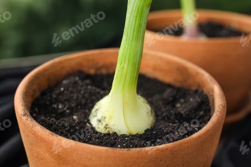 Preview: Pot with fresh green onion, closeup