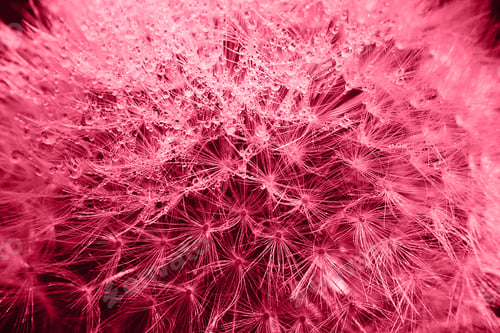 Preview: Trendy color 2023. Via magenta color background