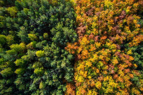 Preview: Green and yellow foliage in autum season forest, aerial drone view