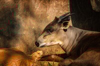Preview: Yellow-backed duiker and Desert tortoise sitting together next to an old wall with sunlight on them