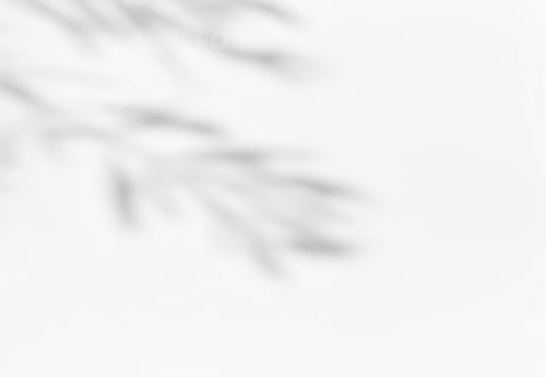 Preview: Shadow of leaves tree plant overlay on white wall. Sunlight effect shadow on the wall.