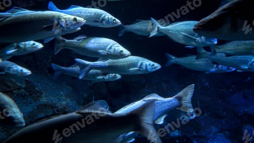 Preview: Lots of nrothern sea fishes swimming in cold water over coral reef
