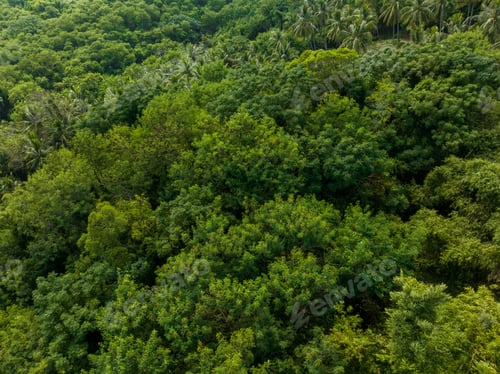 Preview: Top down view of the tropical forest jungle