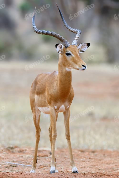 Preview: Impala