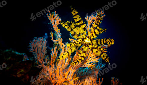 Preview: Amazing underwater world, Underwater world scene.