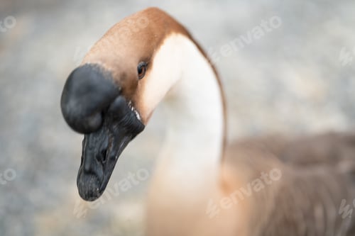 Preview: goose farming, animal living in nature farm, white goose bird or big duck with feather