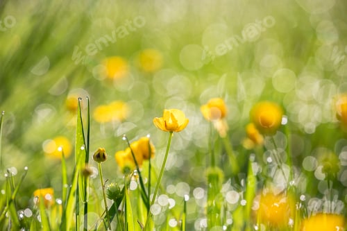 Preview: green grass and yellow wildflowers in morning