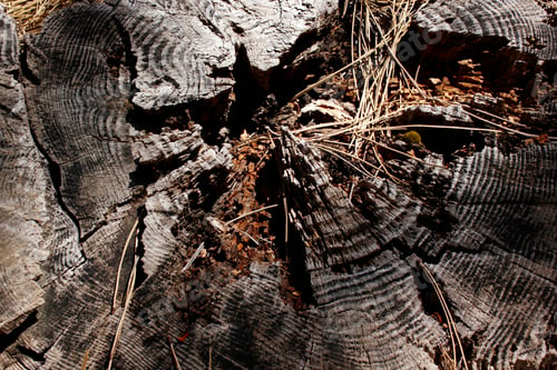 Preview: Sawn pine stump in the forest