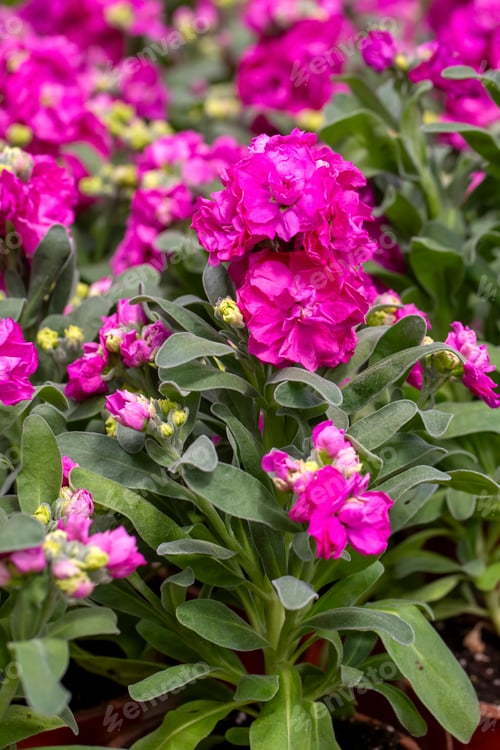 Preview: Matthiola incana is a flower belonging to the Matthiola genus of the Brassicaceae family.