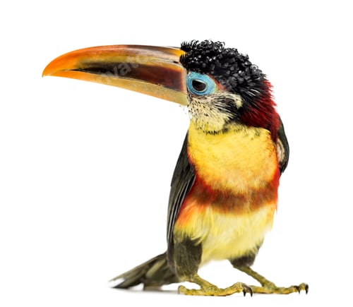 Preview: Curl-crested aracari, isolated on white