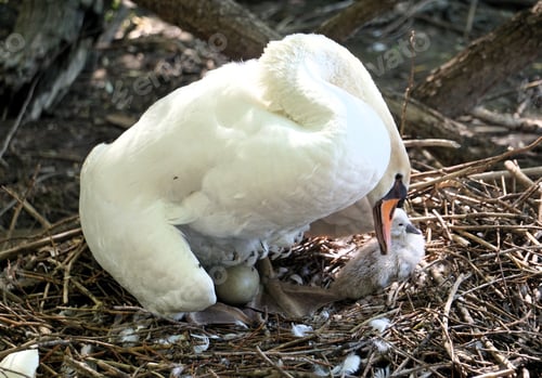 Preview: a white bird standing next to a baby animal in a nest
