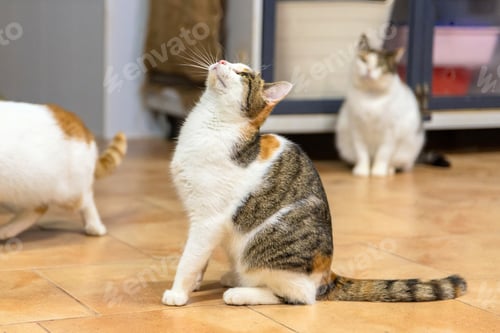 Preview: Tabby and White Cat in Shelter Playroom