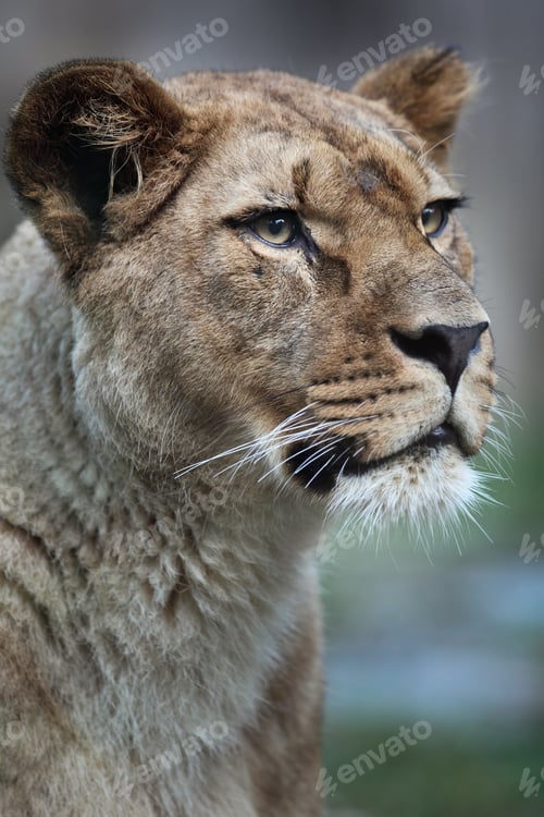 Preview: Close-up portrait of a majestic lioness (Panthera Leo) in nature