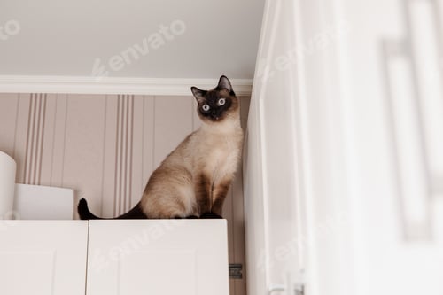 Preview: Siamese cat perches calmly on a kitchen, looking down with piercing blue eyes. Lifestyle with cat. P