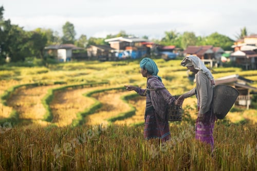 Preview: Two Asian rural women walking through golden rice fields