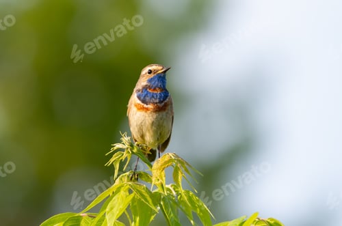 Preview: Bluethroat, Luscinia svecica. The bird sits on the top of a young tree