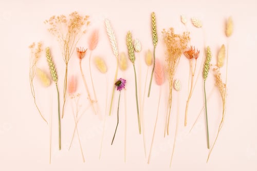 Preview: various natural dried flowers and spikelets on pink