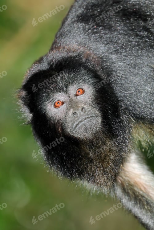 Preview: Black howler monkey portrait