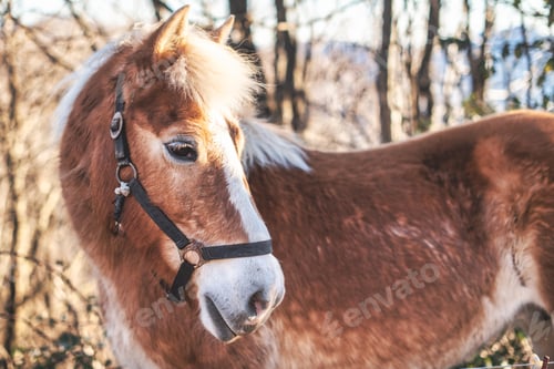 Preview: A Horse. haflinger