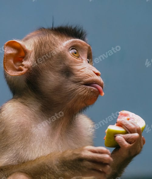 Preview: beruk baby