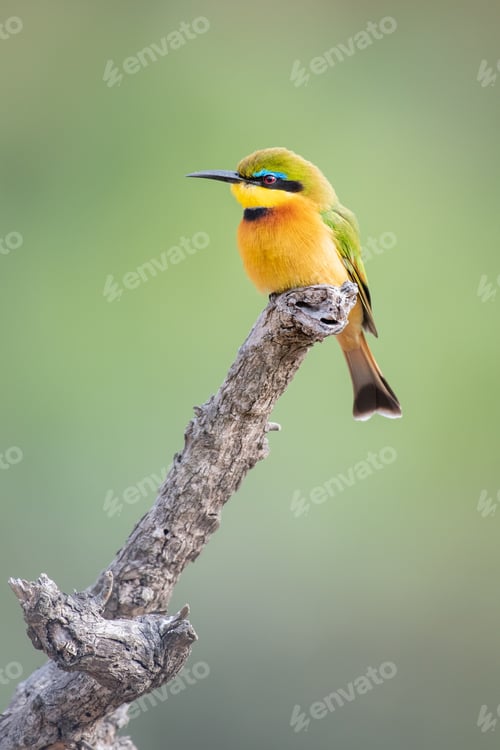 Preview: Little Bee Eater, Merops pusillus, sitting on a branch