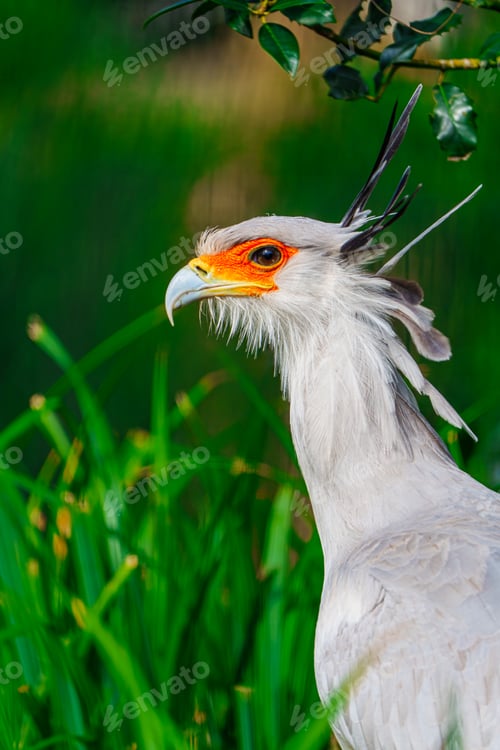 Preview: Secretary Bird Displaying Close-up Details in Natural Habitat, Wildlife Conservation Visualization